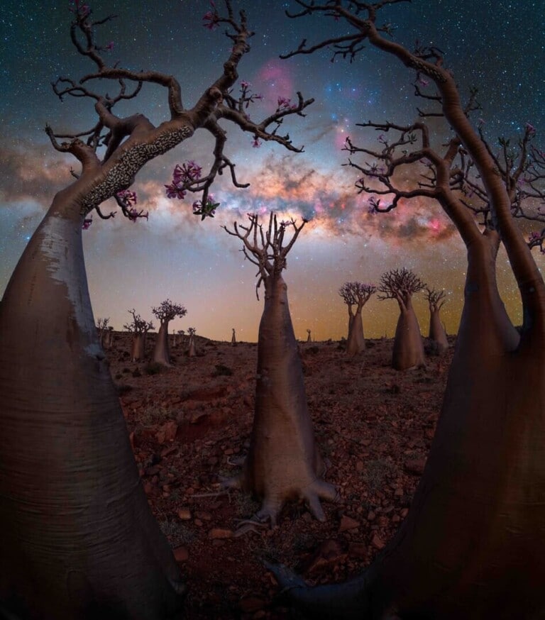 Bottle Tree Paradise: Benjamin Barakat, in this picture, showcases rare bottle trees under the Milky way. (Image: Benjamin Barakat/ Milky Way Photographer of the Year/Capture the Atlas) Bottle Tree Paradise: Benjamin Barakat, in this picture, showcases rare bottle trees under the Milky way. (Image: Benjamin Barakat/ Milky Way Photographer of the Year/Capture the Atlas)