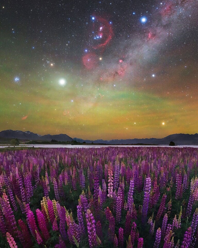 A Sea of Lupines: Max Inwood captured New Zealand’s lupine bloom beneath a dark sky, showcasing the Milky Way. (Image: Max Inwood/ Milky Way Photographer of the Year/Capture the Atlas) A Sea of Lupines: Max Inwood captured New Zealand’s lupine bloom beneath a dark sky, showcasing the Milky Way. (Image: Max Inwood/ Milky Way Photographer of the Year/Capture the Atlas)