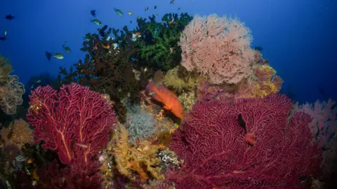 Global Witness The underwater image shows a rich, colourful coral reef. There are corals of different shades of pink, yellow and greenish blue in the foreground, with a bright orange fish seeming to nibble on one of the corals. Multiple tropical fish are swimming in bright blue water in the background.