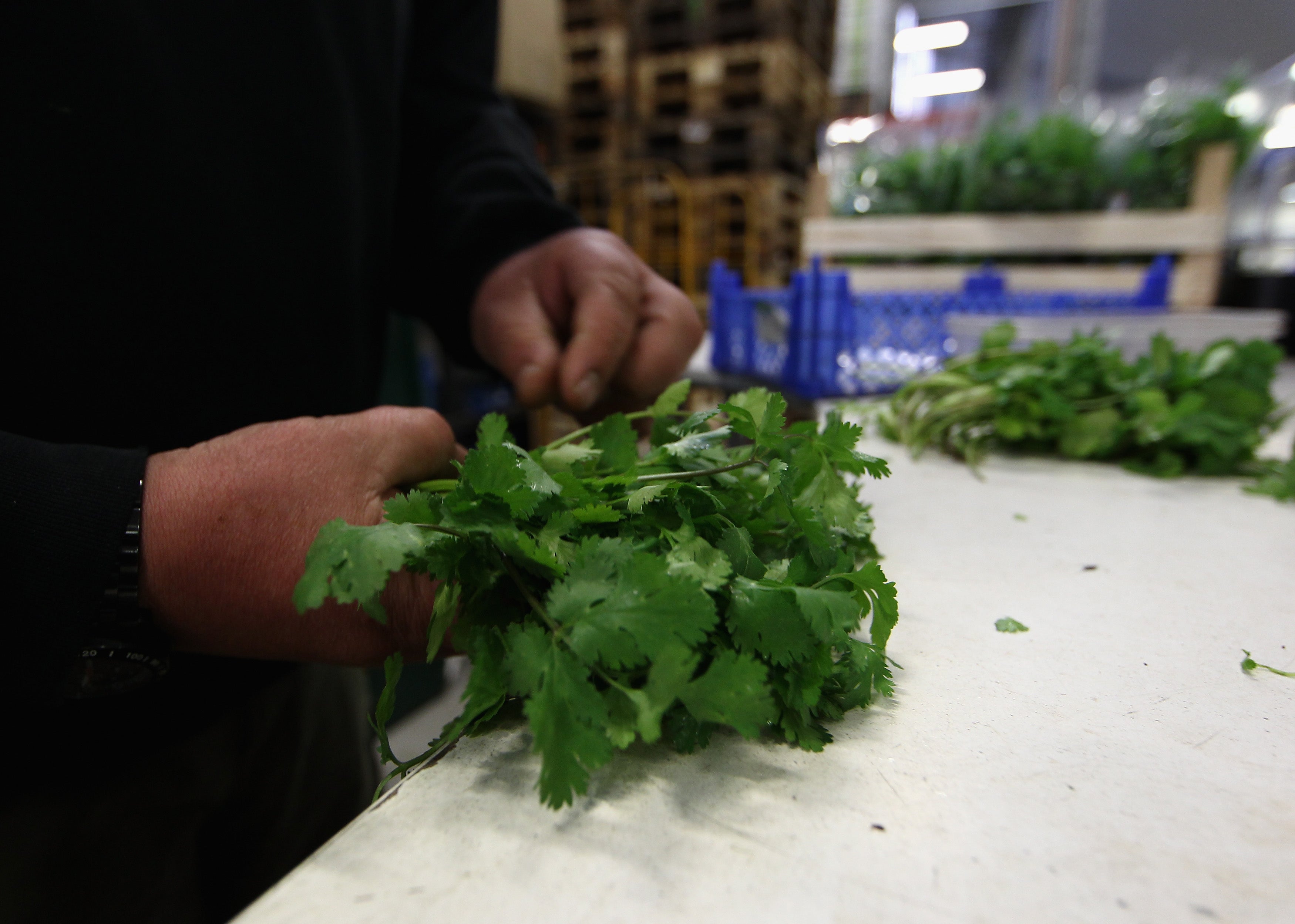 Researchers have found eating cilantro can stave off inflammation that may lead to cancer and disease. Another study from U.C. Irvine said cilantro could be effective at delaying seizures