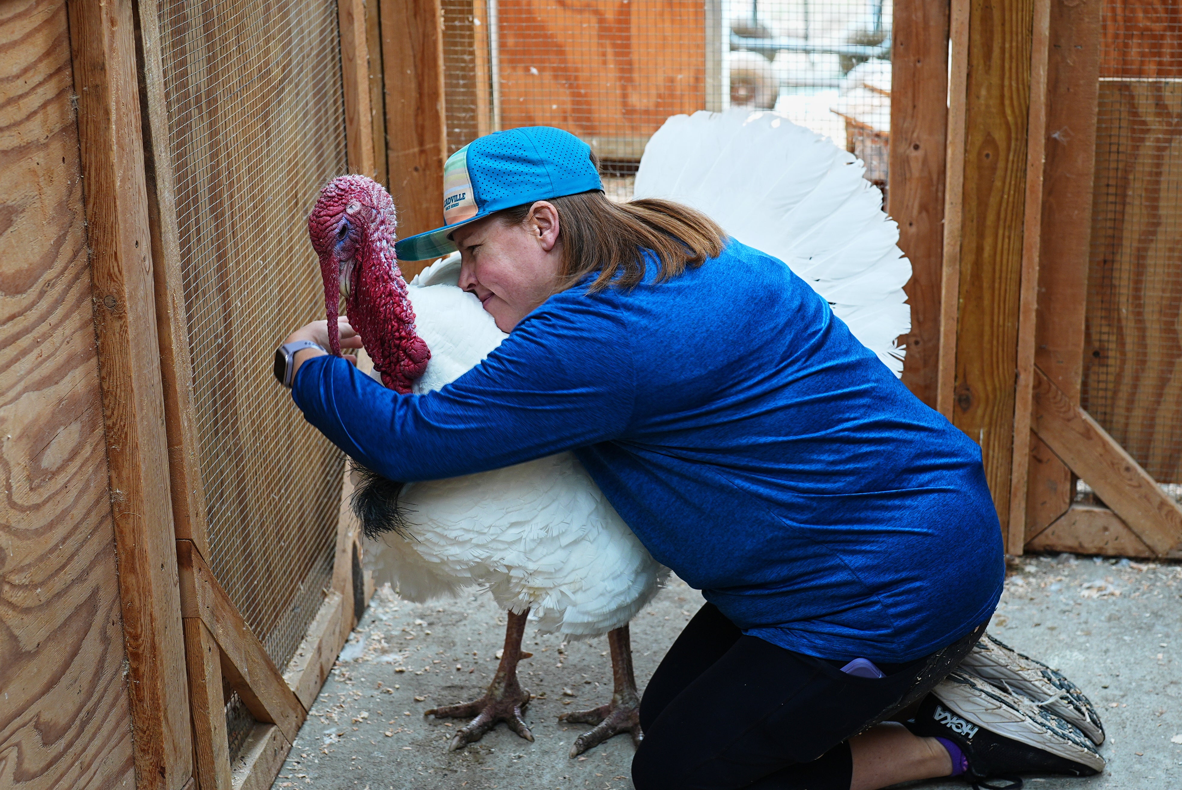 Lanette Cook, education and engagement manager at Luvin Arms Animal Sanctuary, hugs a pardoned turkey named Gus that now lives at the rescue, Friday, Nov. 21, 2025, in Erie, Colo.