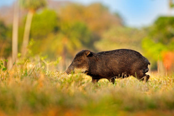 Cuban Solenodon: This venomous, rat-like creature was declared extinct in 1960 and officially wiped out by 1970. But in 1974, it was spotted in a Cuban national park, proving its resilience. Cuban Solenodon: This venomous, rat-like creature was declared extinct in 1960 and officially wiped out by 1970. But in 1974, it was spotted in a Cuban national park, proving its resilience.
