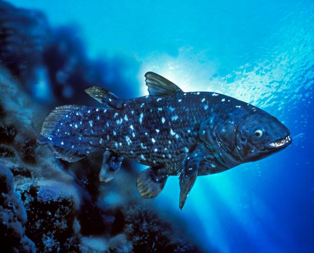 Coelacanth: Perhaps the most astonishing comeback, this ancient fish was thought to have disappeared 60 million years ago. In 1938, a fisherman off South Africa’s coast caught one, and a museum researcher identified it as a living fossil. Coelacanth: Perhaps the most astonishing comeback, this ancient fish was thought to have disappeared 60 million years ago. In 1938, a fisherman off South Africa’s coast caught one, and a museum researcher identified it as a living fossil.