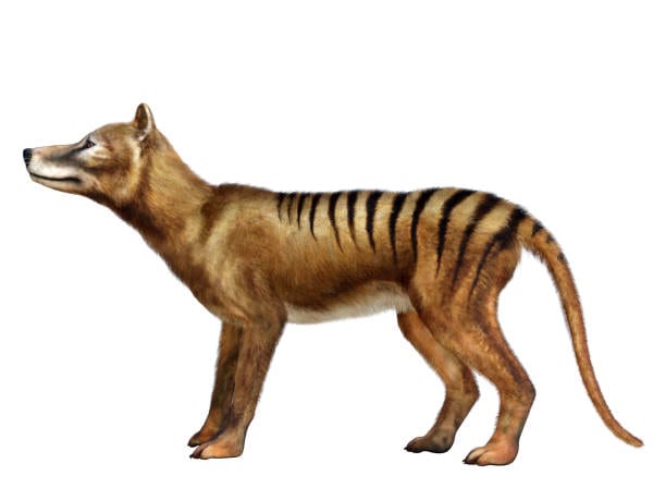 Thylacine (Tasmanian Tiger): Officially extinct since 1936, the Thylacine remains a symbol of lost biodiversity. Though never rediscovered, some optimists believe it may still exist. Scientists estimate less than a 1% chance of survival, but haven’t ruled it out entirely. Thylacine (Tasmanian Tiger): Officially extinct since 1936, the Thylacine remains a symbol of lost biodiversity. Though never rediscovered, some optimists believe it may still exist. Scientists estimate less than a 1% chance of survival, but haven’t ruled it out entirely.