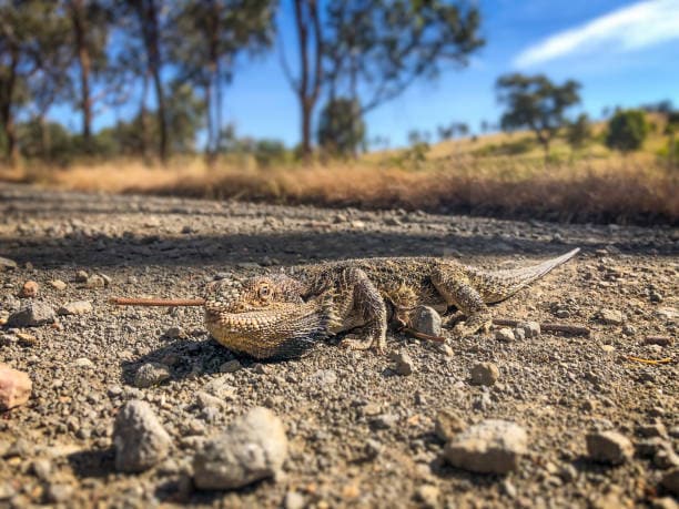 Victorian Grassland Earless Dragon: Last seen in 1969, this rare Australian lizard was believed extinct after a 2019 study. But in 2023, it was rediscovered, proving that even the smallest creatures can surprise us. Victorian Grassland Earless Dragon: Last seen in 1969, this rare Australian lizard was believed extinct after a 2019 study. But in 2023, it was rediscovered, proving that even the smallest creatures can surprise us.