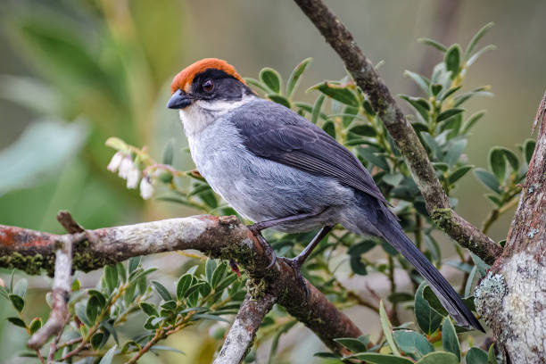 Antioquia Brushfinch: This Colombian bird hadn’t been seen for 50 years until it was rediscovered in 2018. Its return gave ornithologists a reason to celebrate. Antioquia Brushfinch: This Colombian bird hadn’t been seen for 50 years until it was rediscovered in 2018. Its return gave ornithologists a reason to celebrate.