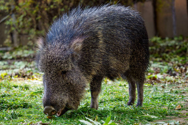 Chacoan Peccary: Known only through fossils, this pig-like animal was presumed extinct for centuries. In 1971, reports from Argentina’s Chaco region revealed its existence, marking a major rediscovery in mammalogy. Chacoan Peccary: Known only through fossils, this pig-like animal was presumed extinct for centuries. In 1971, reports from Argentina’s Chaco region revealed its existence, marking a major rediscovery in mammalogy.