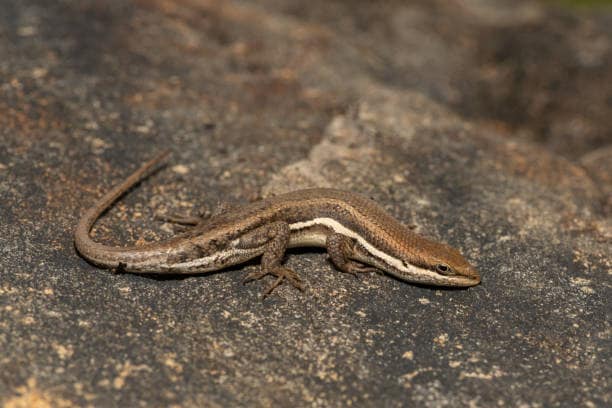 Terror Skink: Documented in 1870 and thought extinct by 1876, this fearsome-looking lizard reappeared in 2000 near New Caledonia. Its rediscovery added a new chapter to reptile conservation. Terror Skink: Documented in 1870 and thought extinct by 1876, this fearsome-looking lizard reappeared in 2000 near New Caledonia. Its rediscovery added a new chapter to reptile conservation.