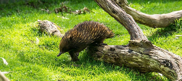 Long-beaked Echidna: These spiny, egg-laying mammals hadn’t been seen since 1961 and were thought extinct. That changed in November 2023, when researchers spotted one in Indonesia’s Cyclops Mountains, nearly 60 years later. The sighting stunned scientists and sparked renewed interest in the species. Long-beaked Echidna: These spiny, egg-laying mammals hadn’t been seen since 1961 and were thought extinct. That changed in November 2023, when researchers spotted one in Indonesia’s Cyclops Mountains, nearly 60 years later. The sighting stunned scientists and sparked renewed interest in the species.