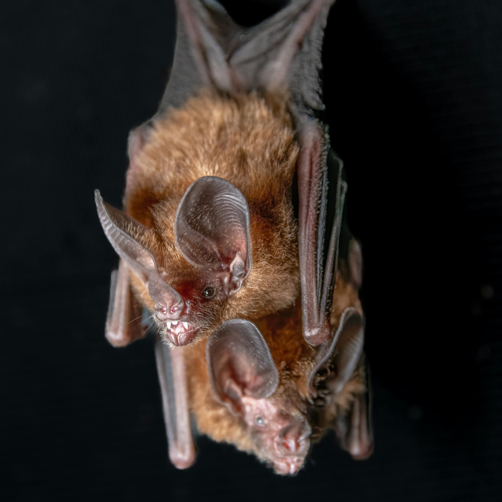New Guinea Big-eared Bat: First captured in 1890 and named in 1914, this bat vanished for over a century. In 2012, PhD students in New Guinea stumbled upon a mysterious specimen, later confirmed to be the long-lost species. New Guinea Big-eared Bat: First captured in 1890 and named in 1914, this bat vanished for over a century. In 2012, PhD students in New Guinea stumbled upon a mysterious specimen, later confirmed to be the long-lost species.