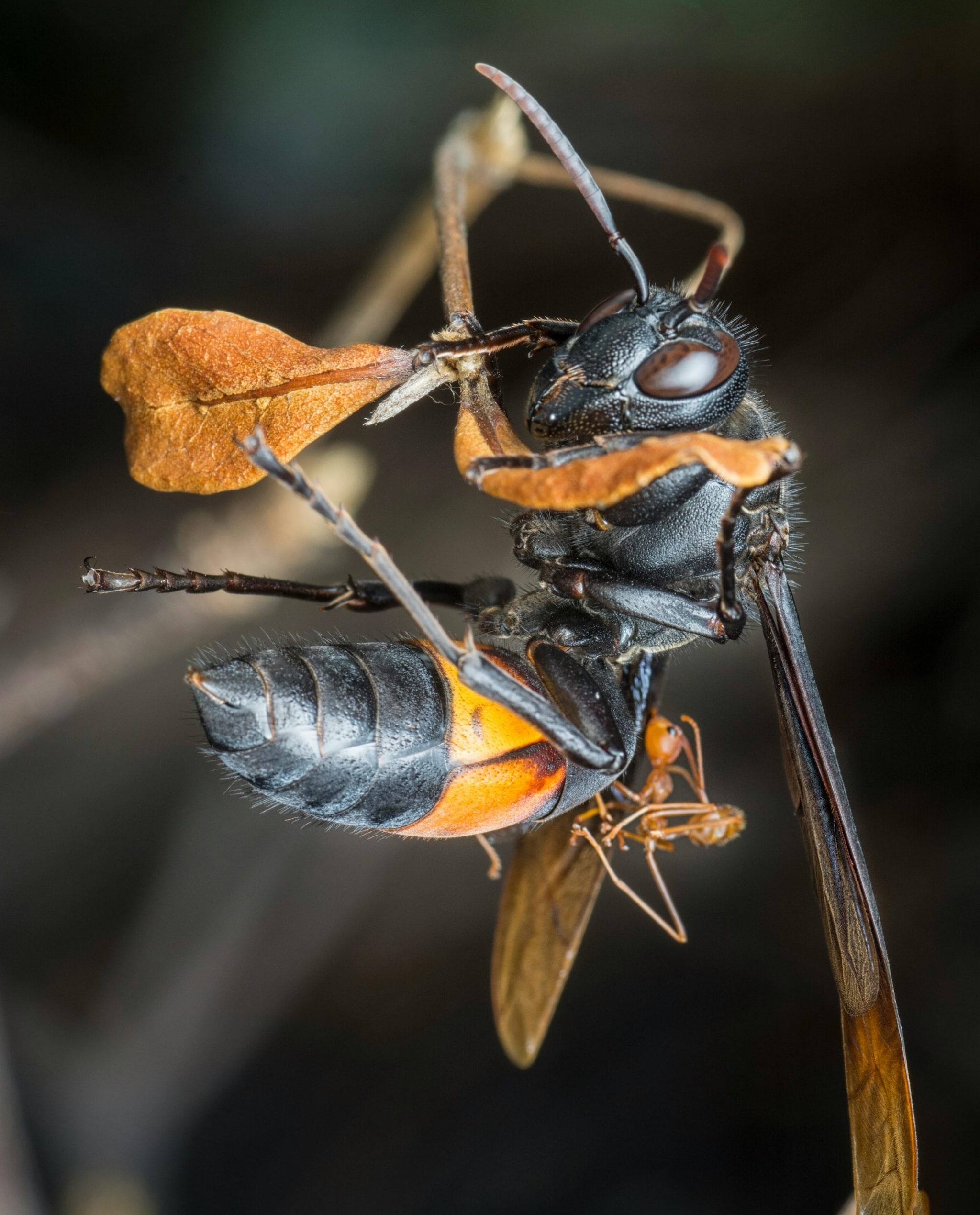 Wallace’s Giant Bee: Four times the size of a regular bee, this giant insect hadn’t been seen since 1981. In 2019, scientists found it again, though it remains critically endangered. Wallace’s Giant Bee: Four times the size of a regular bee, this giant insect hadn’t been seen since 1981. In 2019, scientists found it again, though it remains critically endangered.