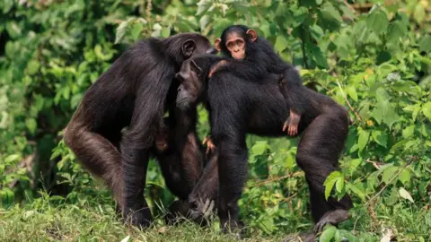 Getty A baby chimp clings to the back of a mother chimp. She leans against the head and shoulders of another chimp against a backdrop of green foliage.