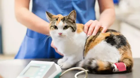Getty Images A vet wearing blue uniform placing her hands on a white and tortoiseshell cat who is looking toward the camera.